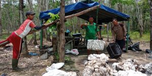 Harga Karet Stabil, Pengaruhi Ekonomi Masyarakat Mesuji