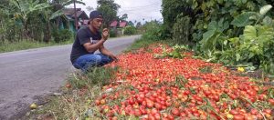 Harga Tomat Anjlok, Ini Pesan Bupati Lambar