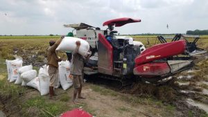 Petani Mesuji Panen Raya, Harga Gabah Rp3.700/kg