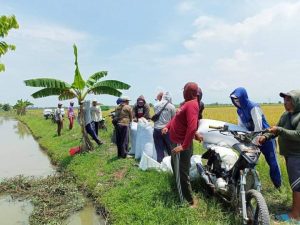 Petani Mesuji Harapkan Perbaikan Jalan Pertanian