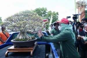 800 Tanaman Bonsai Dipamerkan di HUT ke-25 Kabupaten Tuba