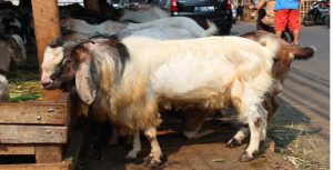 Kabag Kesra Tubaba Minta Kambing Kurban Sesuai Dengan Nilai Uang