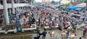 Jelang Idul Adha, Harga Kambing di Tubaba Rp3,8 Juta