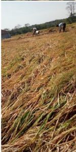 Diterjang Angin Petani Sungai Buaya Alami Kerugian Milyaran Rupiah