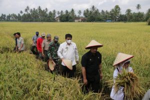 Pringsewu Miliki Potensi Pengembangan Benih Padi