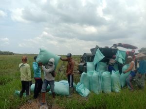 Hasil Panen Padi Tiga Kecamatan di Mesuji Menurun