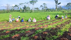 Petani di Lambar Keluhkan Harga Wortel Turun