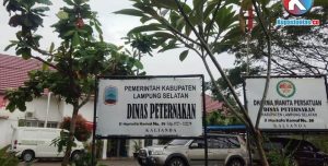 Disnak Lamsel Imbau Pemilik Ternak Sapi dan Kerbau Segera Vaksin PMK