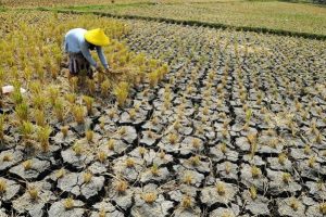 BMKG Predikisi Kekeringan Meteorologis Tiga Bulan Kedepan