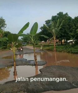 Kritik Pemerintah, Ruas Jalan Propinsi Tiyuh Penumangan Di Tanami Pohon Pisang