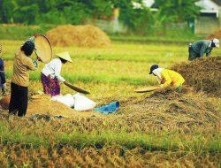 Rekor Tertinggi, Harga Gabah di Mesuji Capai Rp.6.300 Per-Kilo