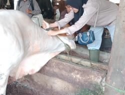 Tubaba Ada Pengobatan Hewan Ternak Gratis, Ini Lokasinya