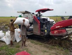 Meski Surplus, Dampak Elnino  Ratusan Hektar Petani Mesuji Alami Gagal Panen