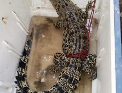 Seekor Buaya Masuk Perangkap Ikan, Milik Warga di Tubaba