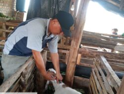Cegah Peternak Merugi, Disnakkeswan Tubaba Vaksinasi 26 Ribu Sapi