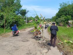 Kerap Makan Korban, Masyarakat Panaragan Tanami Pohon Pisang di Ruas Jalan Provinsi