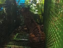 Harimau Pemangsa Manusia di Suoh Akhirnya Berhasil Ditangkap