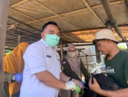 Hasil Pemeriksaan Disbunak Pesawaran, Hewan Ternak di Gedong Tataan Dinyatakan Sehat