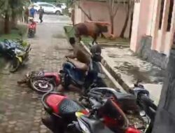 Motor Rusak Ditumbur Hewan Qurban, Pemkab Tubaba Lepas Tangan