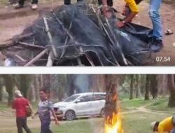 Polsek Padang Ratu Bubarkan Gelanggang Sabung Ayam di Perkebunan Sawit