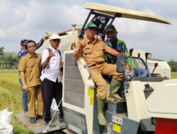 Meski Kemarau, Petani Padi di Mesuji Mulai Panen Raya