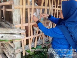 Putus PMK, Disnakeswan Tubaba Vaksin 80 Ribu Kambing