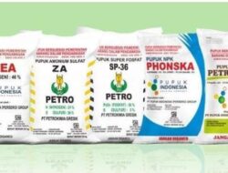 Penjualan Pupuk Bersubsidi di Lampura Lebihi HET,  Kios Pengecer Raup Miliaran Rupiah