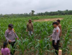 Bantu Tingkatkan Ketahanan Pangan.Ini Yang di Lakukan Polisi di Mesuji