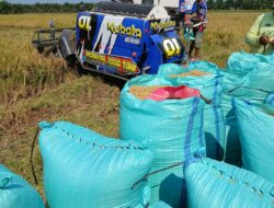 Sewa Sawah di Mesuji Perhektar Tembus 20 Juta Per Tahun ini Kata Petani di Rju