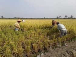 Harga Gabah Petani di Mesuji Tembus Diatas Rp. 6.000