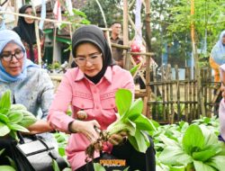 Wujudkan Program Ketahanan Pangan Bupati Nanda Dorong KWT Gedong Tataan