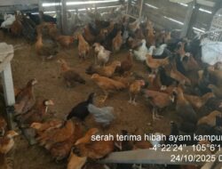 Tekan Stunting, Disnakkeswan Tubaba Bagikan 2000 Ekor Ayam
