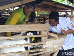 Disnakkeswan Tubaba Gelar Pengobatan Massal Hewan