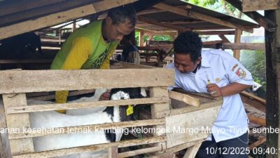 Disnakkeswan Tubaba Gelar Pengobatan Massal Hewan