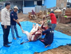 Komitmen Gizi Anak, SPPG Abung Kunang Kembali Sembelih Sapi untuk Program MBG