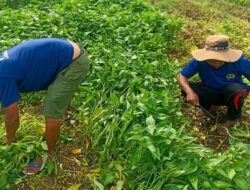 WBP Lapas Kotaagung Panen Kangkung Wujud Nyata Pembinaan Kemandirian dan Ketahanan Pangan