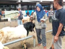 Jelang Iduladha, Disnakeswan Pastikan Ribuan Hewan Kurban di Tubaba Sehat dan Layak