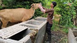 Tubaba Kokoh sebagai Lumbung Ternak Lampung, Harga Sapi Naik dan Pendapatan Peternak Meningkat