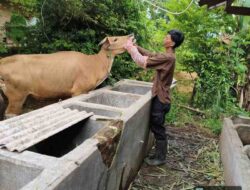 Tubaba Kokoh sebagai Lumbung Ternak Lampung, Harga Sapi Naik dan Pendapatan Peternak Meningkat