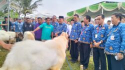 Pemkab Tanggamus Resmi Buka Bazar Hewan Qurban 2026, Perkuat Sentra Peternakan Lokal