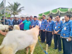 Pemkab Tanggamus Resmi Buka Bazar Hewan Qurban 2026, Perkuat Sentra Peternakan Lokal