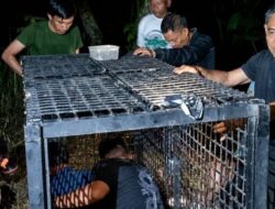 BKSDA Pasang Kandang Jebak Usai Kemunculan Diduga Beruang Madu di Tanggamus