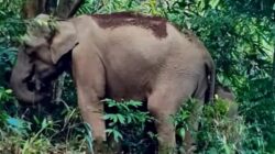 Kawanan Gajah Liar Rusak Perkebunan Warga di Semaka, Tanggamus