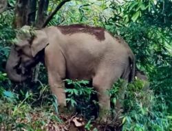 Kawanan Gajah Liar Rusak Perkebunan Warga di Semaka, Tanggamus