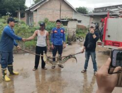 Dinas Damkarmat Tubaba Evakuasi Buaya dari Tiyuh Wonokerto