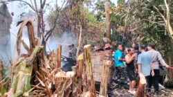 Si Jago Merah Luluhlantakkan Rumah Warga Tanggamus, Petugas Damkar Patah Tulang Saat Berjibaku Padamkan Api