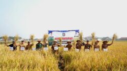 Wabup Pringsewu Panen Raya Di Wonosari, Pemkab Terus Dukung Sektor Pertanian
