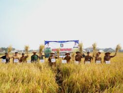Wabup Pringsewu Panen Raya Di Wonosari, Pemkab Terus Dukung Sektor Pertanian