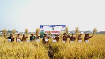 Wabup Pringsewu Panen Raya Di Wonosari, Pemkab Terus Dukung Sektor Pertanian