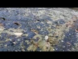 Limbah PT Central Intan Diduga Cemari Sawah Warga, Lahan Menghitam hingga Petani Terancam Gagal Panen